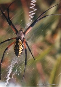 Friendly Spiders