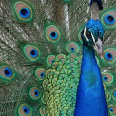 Website Design
