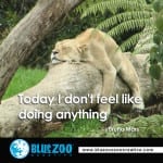 lazy-lion